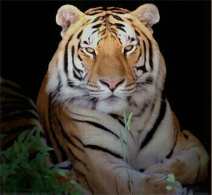 Profile of a Tiger