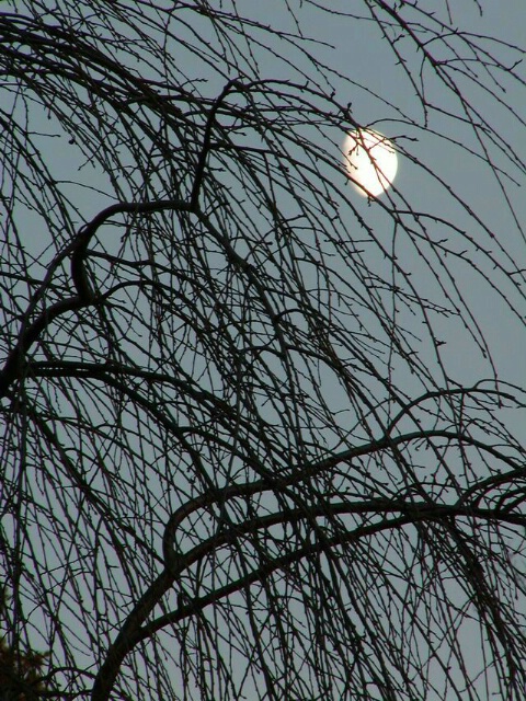 Moon through the Branches