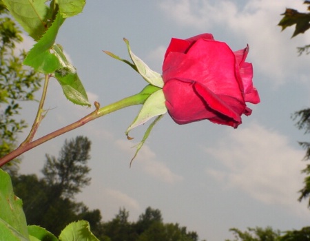 3d rose