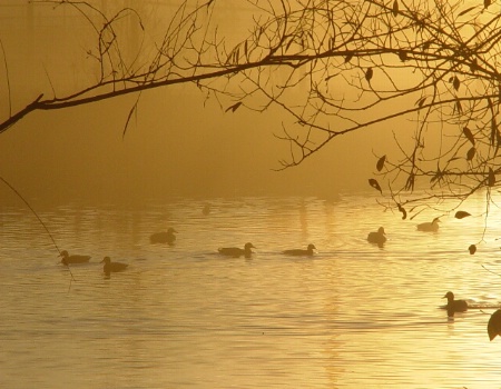 on golden pond