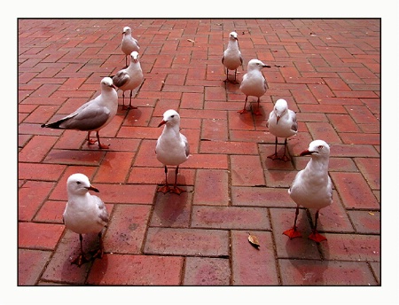 9 seagulls & 8 positions