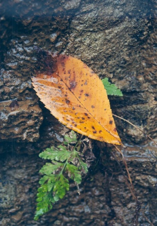 Dripping Leaf