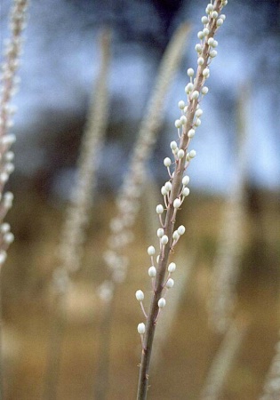 Flower Dance I