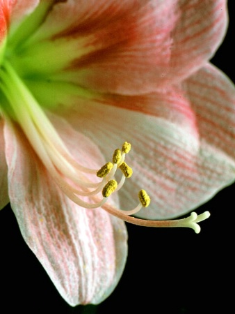 Amaryllis #2