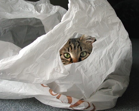 The Cat's In The Bag
