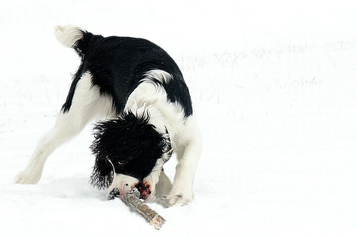 Spaniel And A Stick