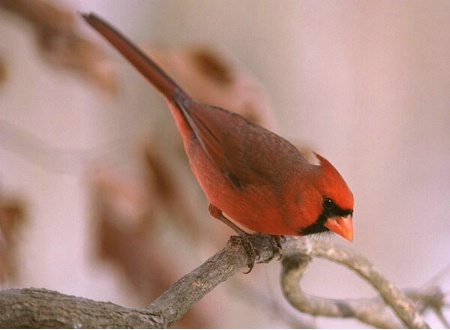 "Northern Male Red Cardinal"