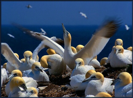 Northern Gannets