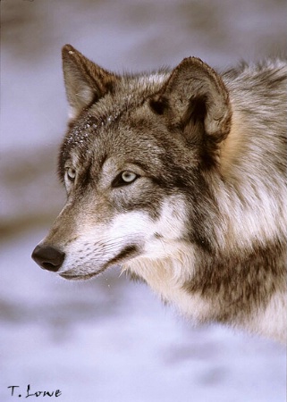 Female Grey Wolf