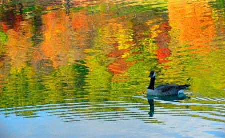 Goose on Liquid Color
