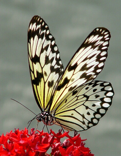 Tree Nymph