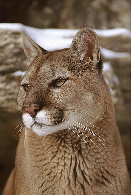 Mountain Lion Portrait