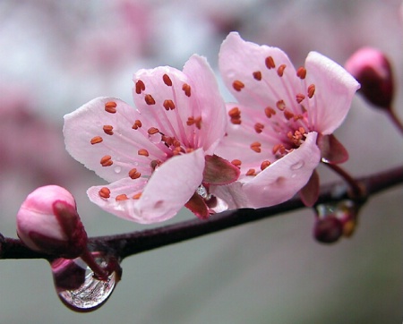 Spring flowers 