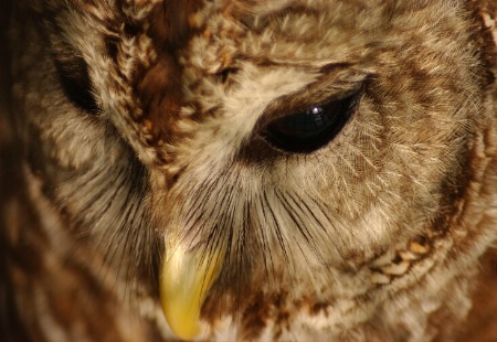 Barred Owl