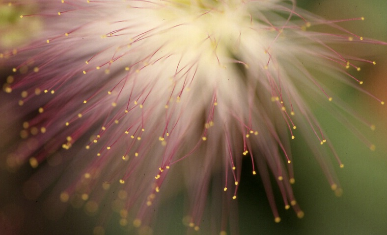 Floral Fireworks