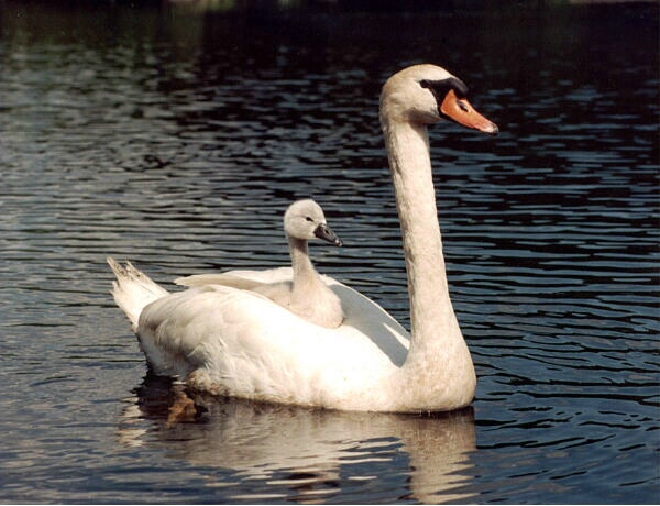 Mother Swan