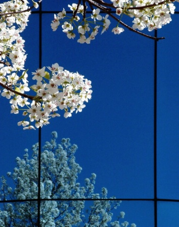 Spring Blossoms