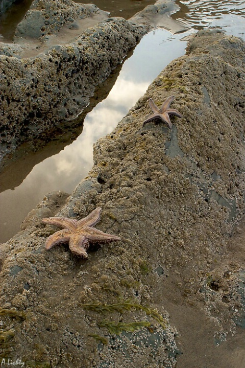 Tide Pool Reflections