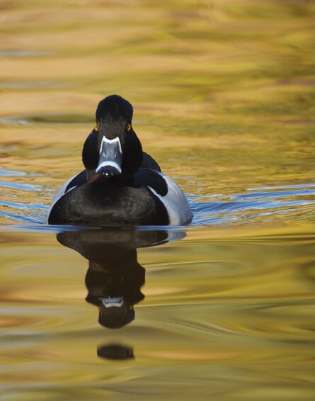 Ring Neck duck male