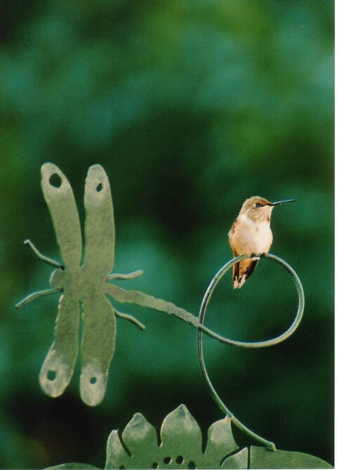 Perched Hummingbird