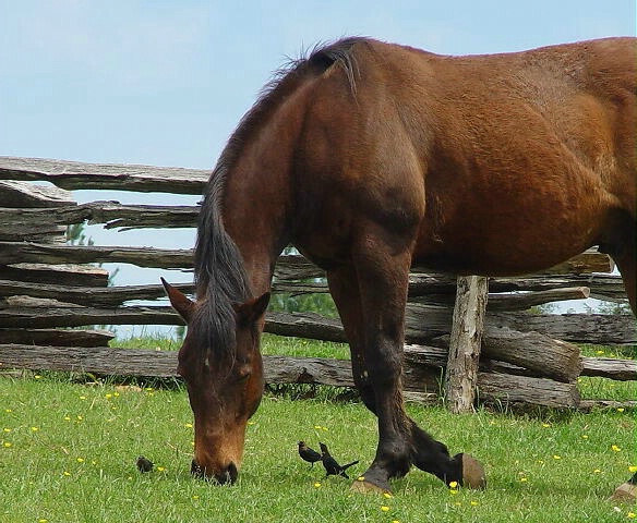 Grazing Guests