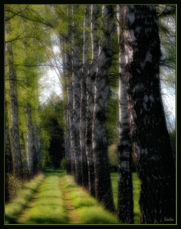 Beneath the birches...