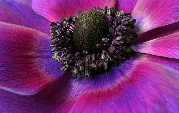 Amazing Anemone