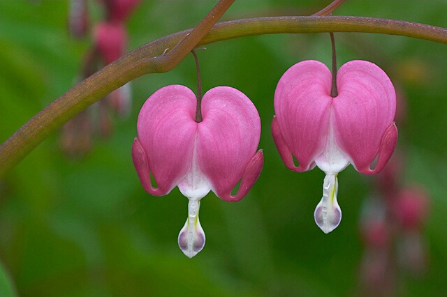 Bleeding Hearts