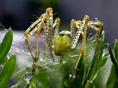 Spider and her Jewel