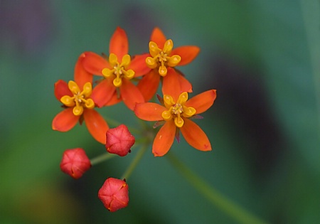 Butterfly Weed Blooms