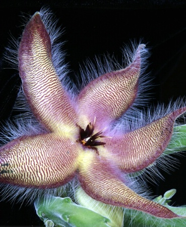 Starfish Cactus