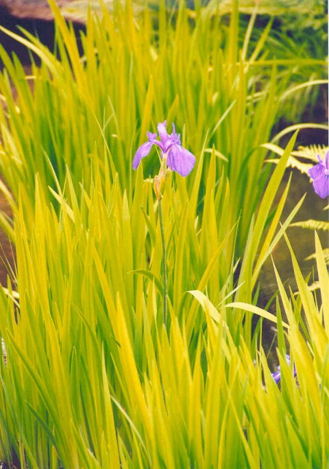 Iris in Japanese Garden