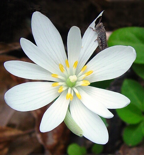 Bloodroot Wildflower with Grasshopper