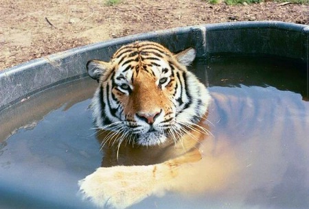 tiger bath