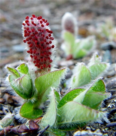 Arctic Willow