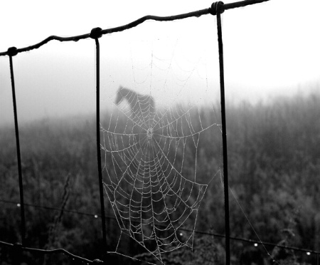 Misty Morning Web