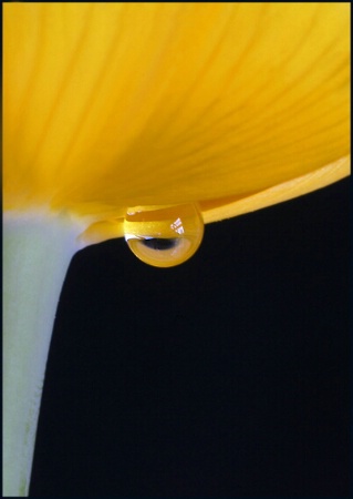 Water Drop