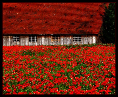 The Poppy House