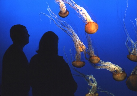 Monterey Aquarium, California