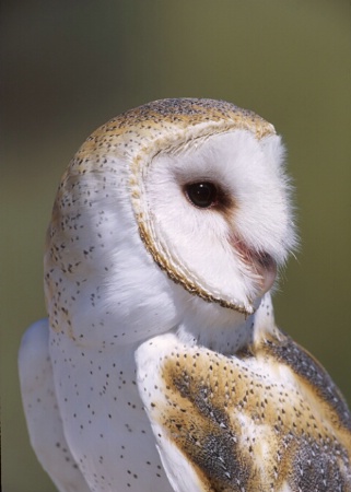 Barn Owl