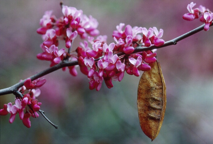 Redbud