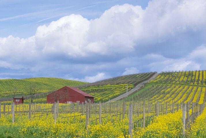 Spring in Wine Country, California