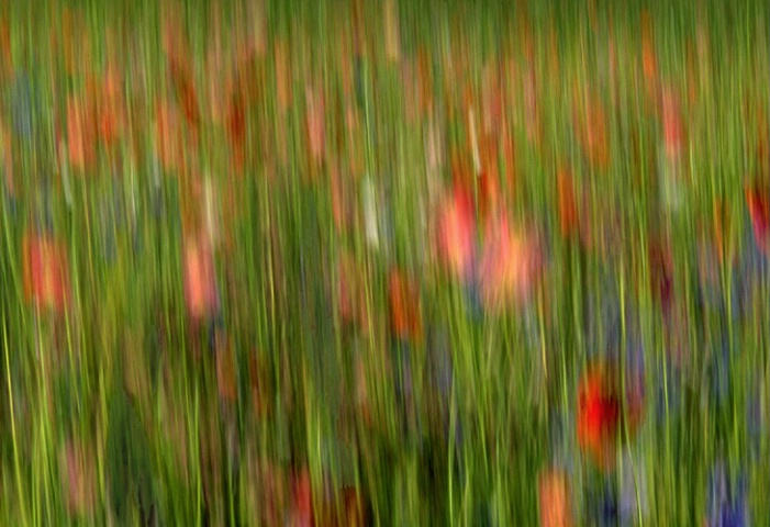 Summer Garden Abstract