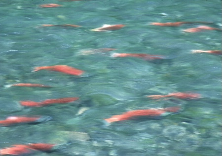 Sockeye Salmon Abstract