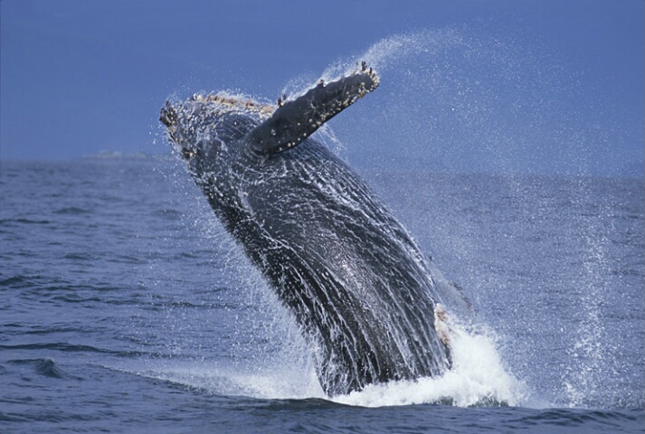 Breaching Humpback, southeast Alaska