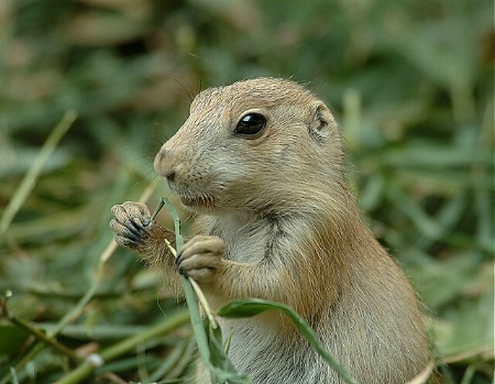 Young Prairiedog