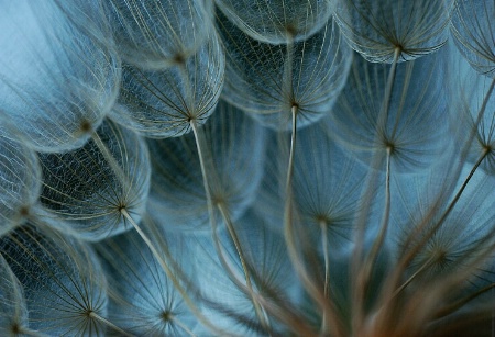 Dandelion Blues