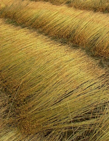 Linen, Fields of gold