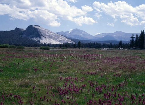 Wildflowers, Tuolumne Meadows