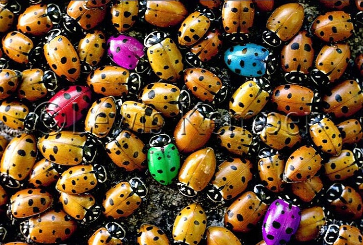 Colorful Ladybugs